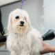 Is Mobile Dog Grooming Better Than a Grooming Salon? Pros and Cons