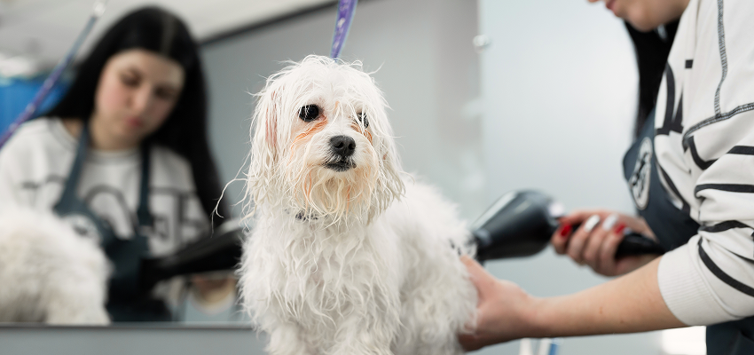 Is Mobile Dog Grooming Better Than a Grooming Salon? Pros and Cons
