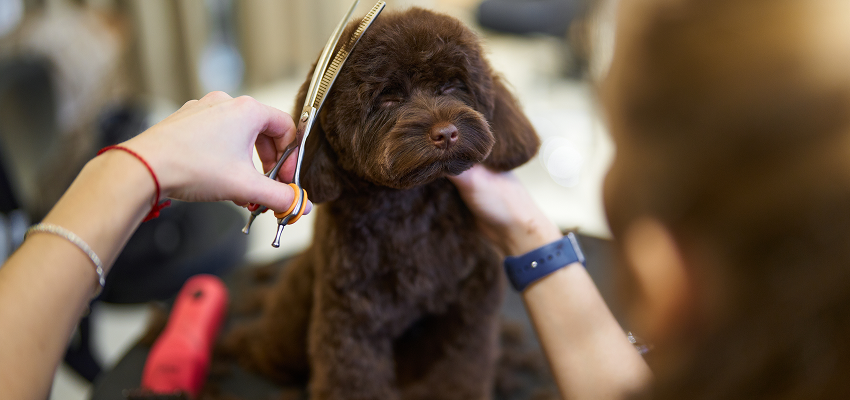 Why Does My Dog Hate Grooming? Common Reasons and What Helps